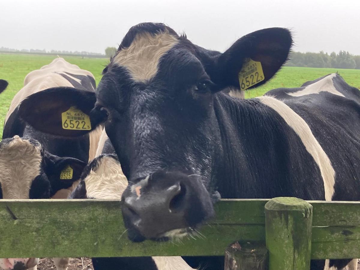 Vakantiehuis Het Uilennest Wijdenes Buitenkant foto