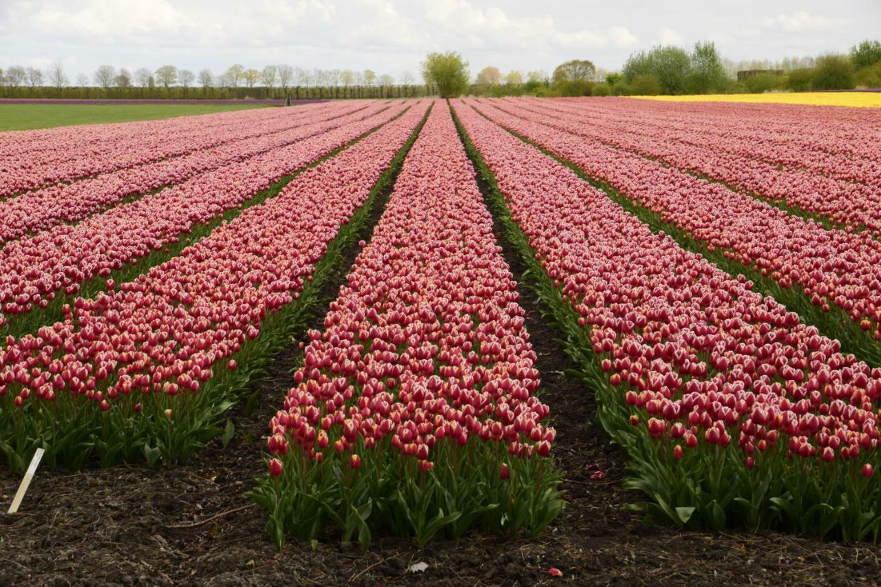 Vakantiehuis Het Uilennest Wijdenes Buitenkant foto